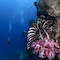 Crinoid
